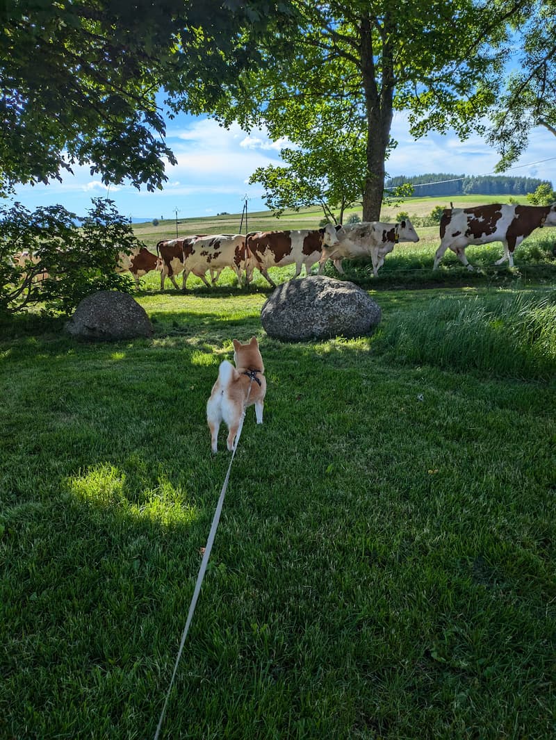 Shiba Inu on a leash looking at a field of cows
