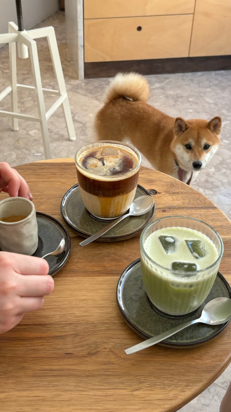 Shiba Inu sitting under a table that has a latte and iced matcha latte