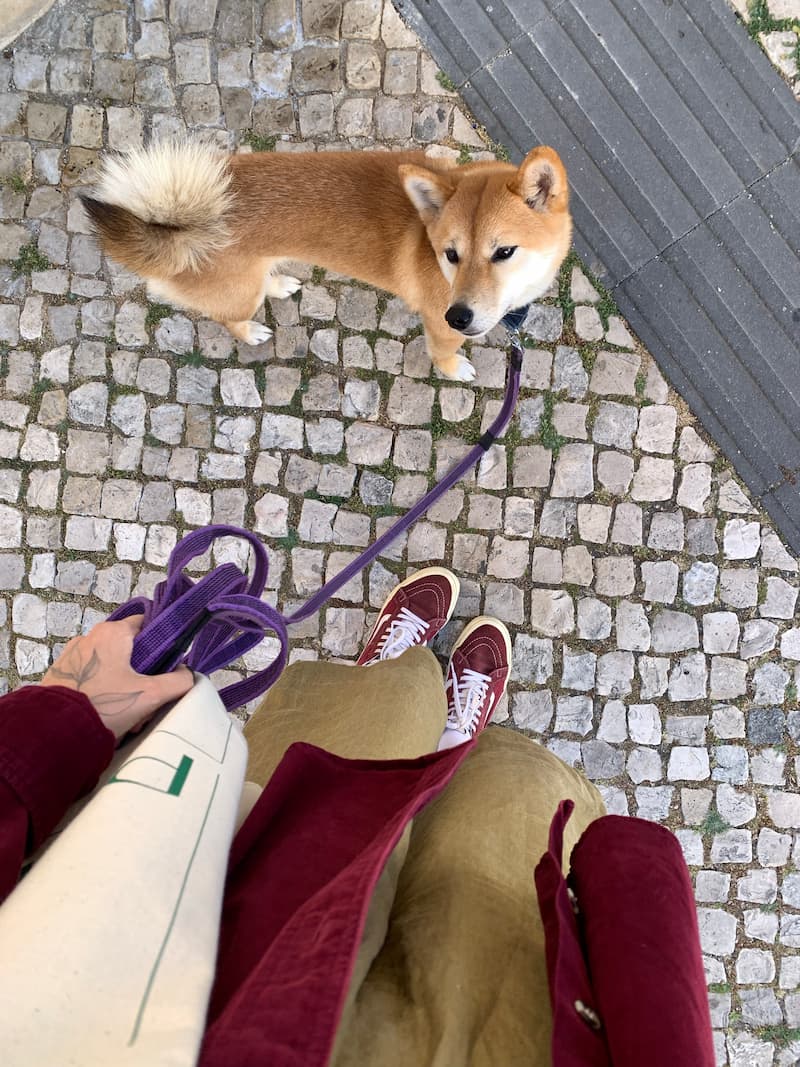 Shiba Inu on a leash looking up