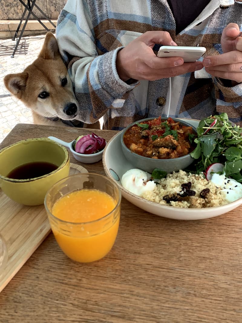Shiba Inu sitting behind its owner on a table of food