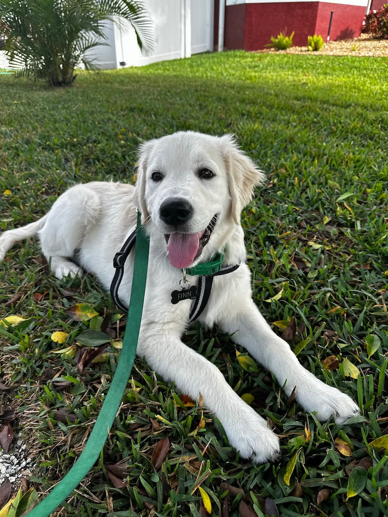lab Retriever puppy laying on grass