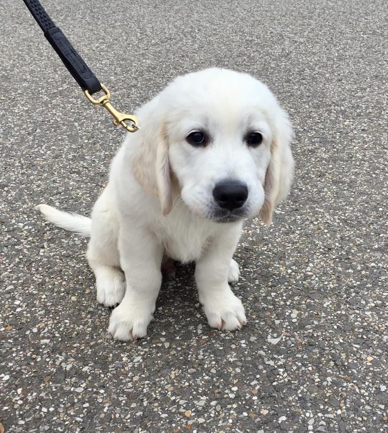 Labrador Retriever on a leash sitting on the pavement