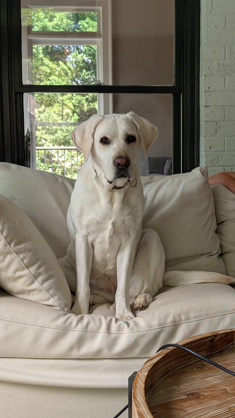 Labrador Retriever dog sitting on a cream couch