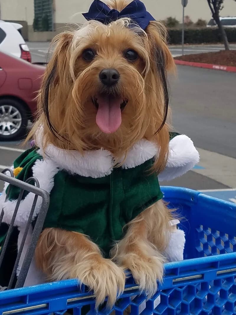 Terrier dog wearing a green shirt in a shopping cart