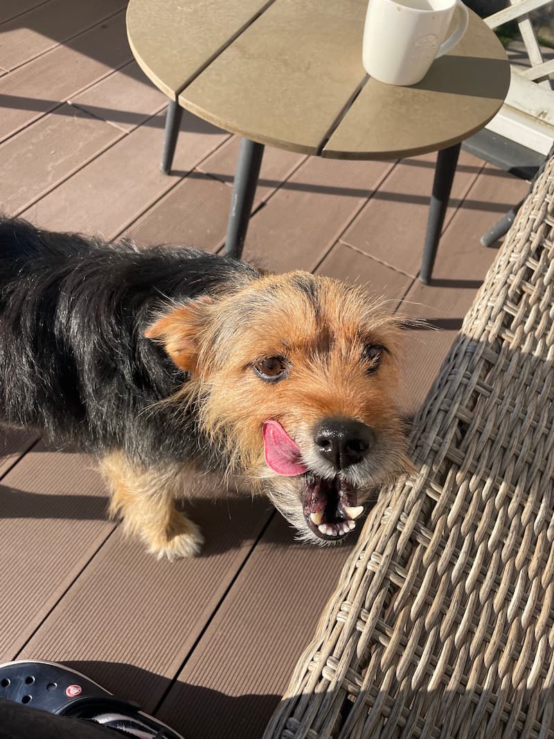 Terrier dog with his tongue out