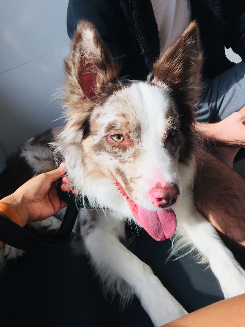 Shephard dog with tongue out