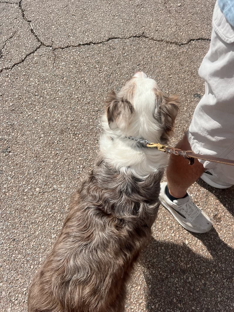 Shepherd dog on a leash by owner's feet