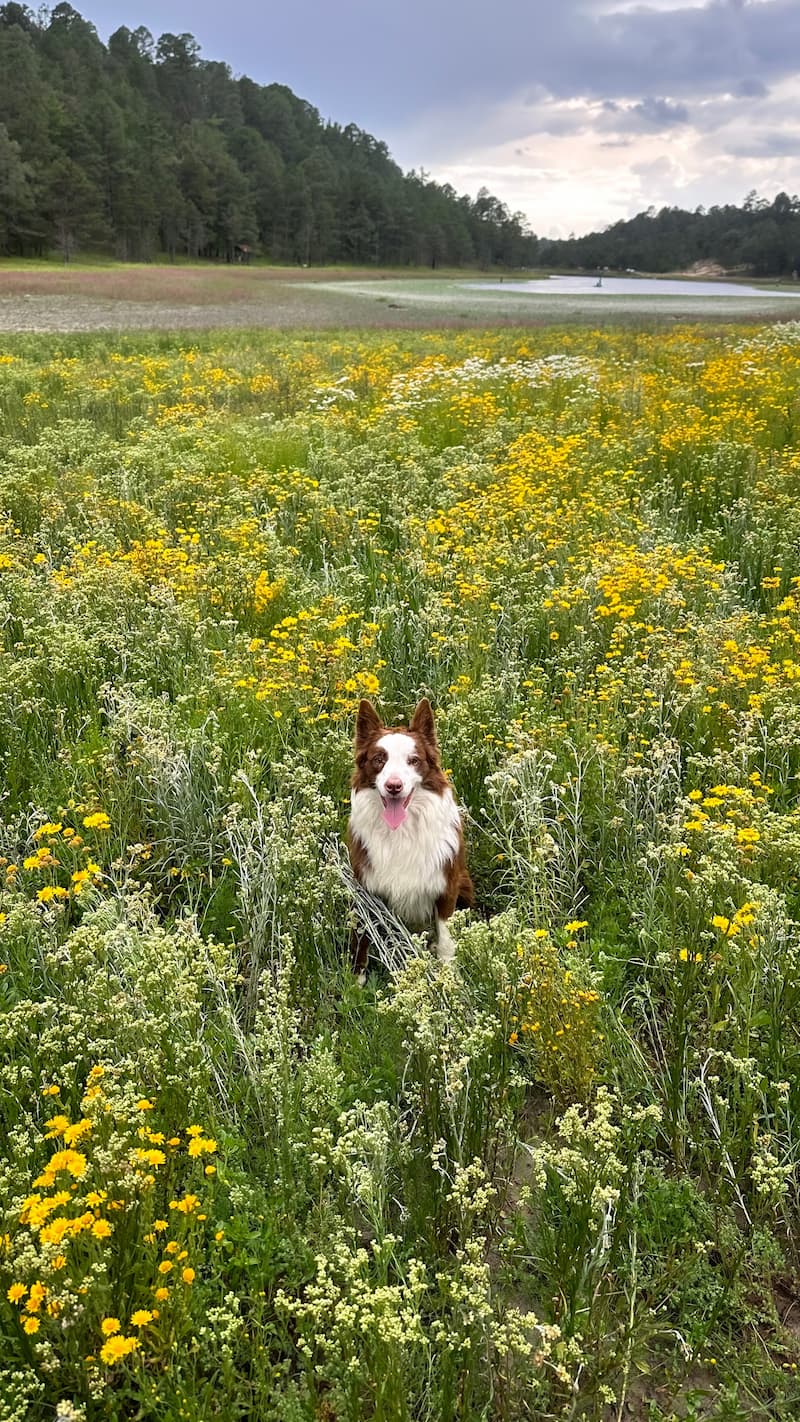 Shepherd dog in a field of yellow and green flowers