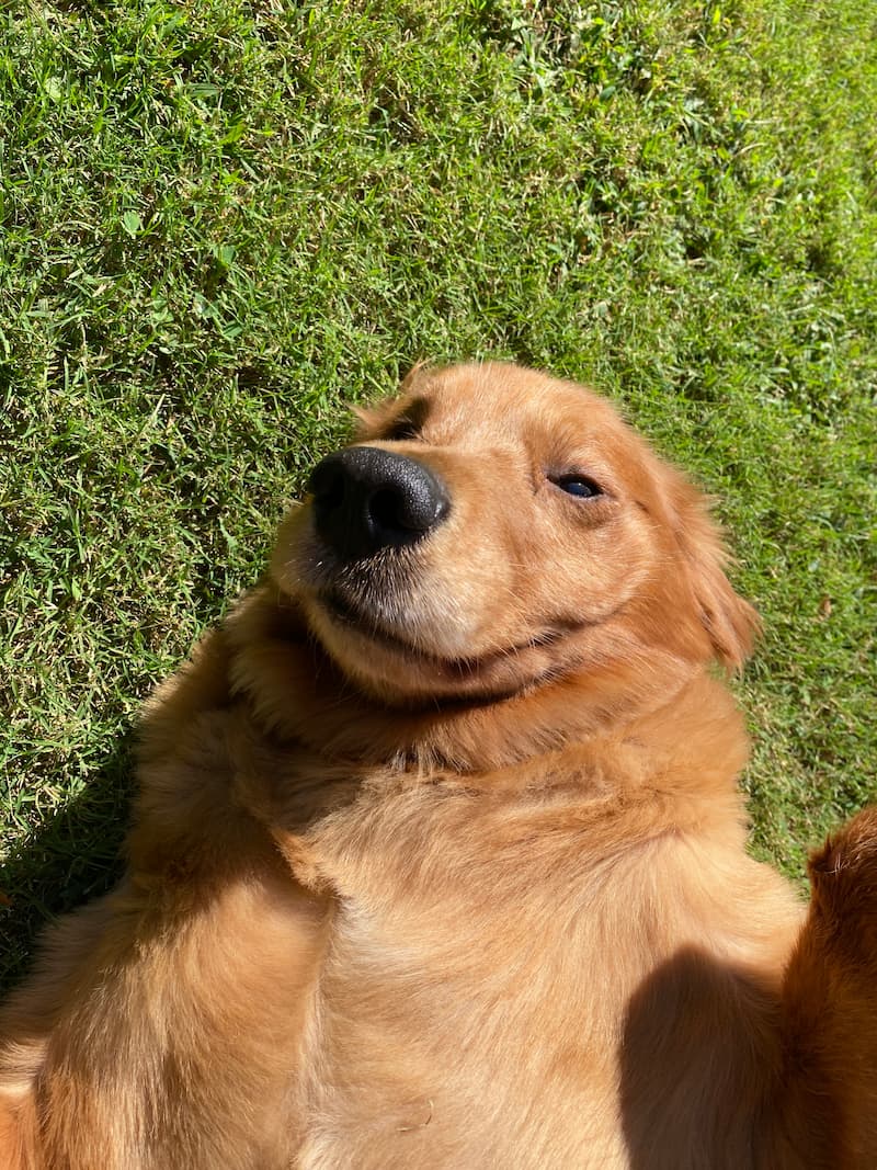 Golden Retriever laying on grass with nose in the air