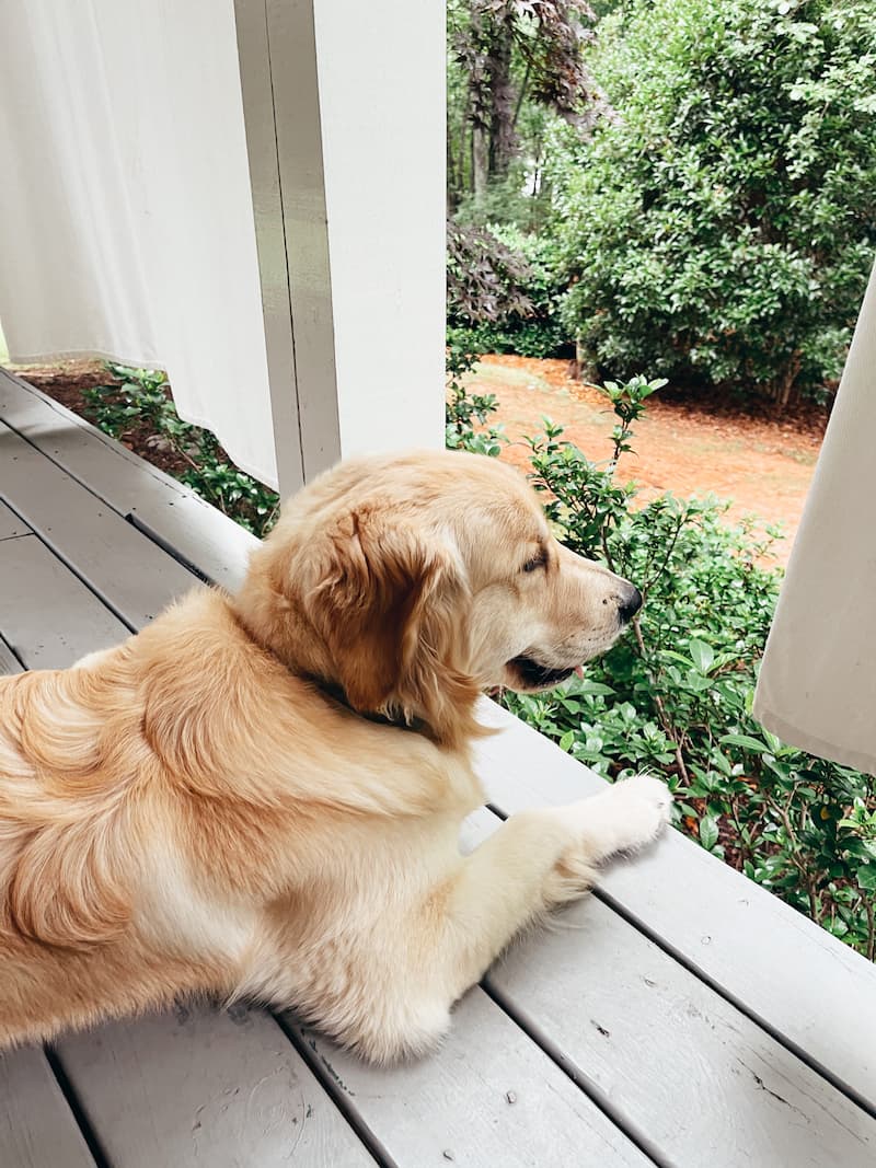 Golden Retriever laying on a porch looking out
