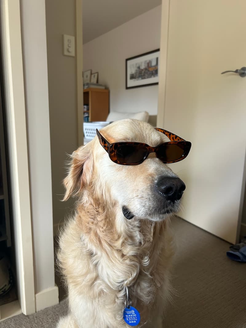 Golden Retriever wearing sunglasses