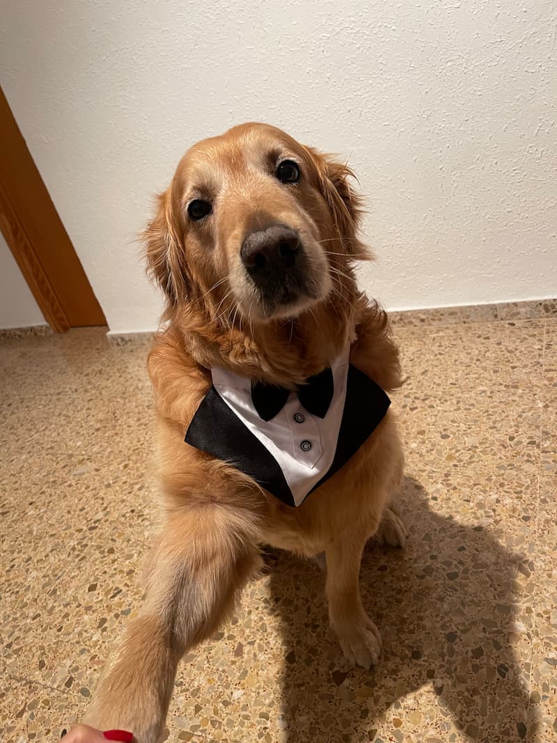 Golden Retriever wearing a tuxedo