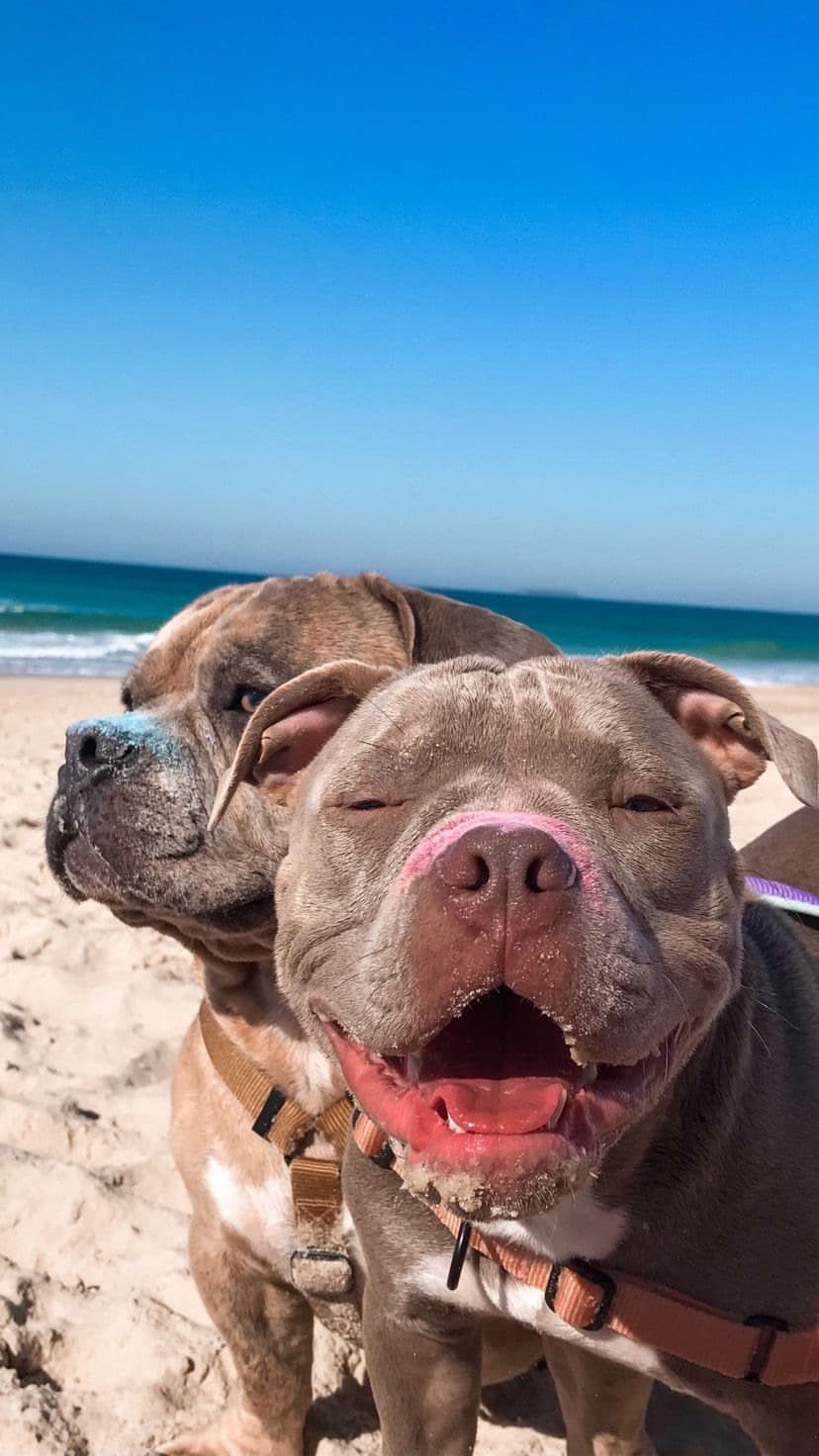 2 Pitbulls at the sunny beach