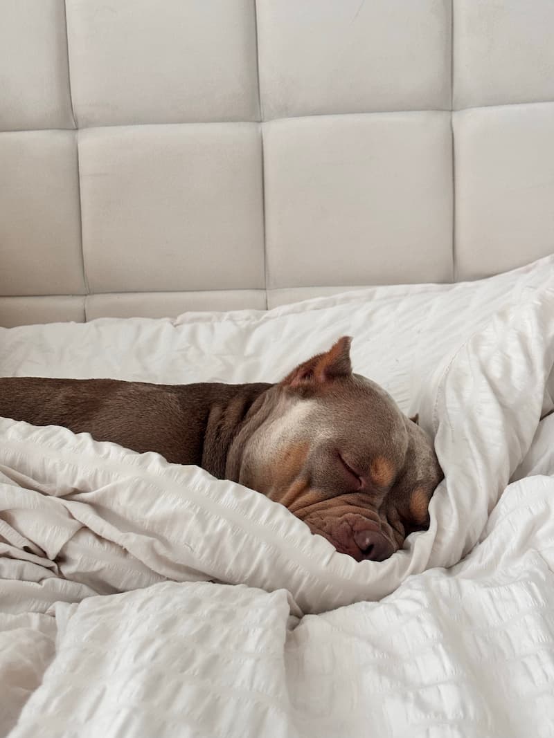 Pitbull sleeping on a fluffy blanket