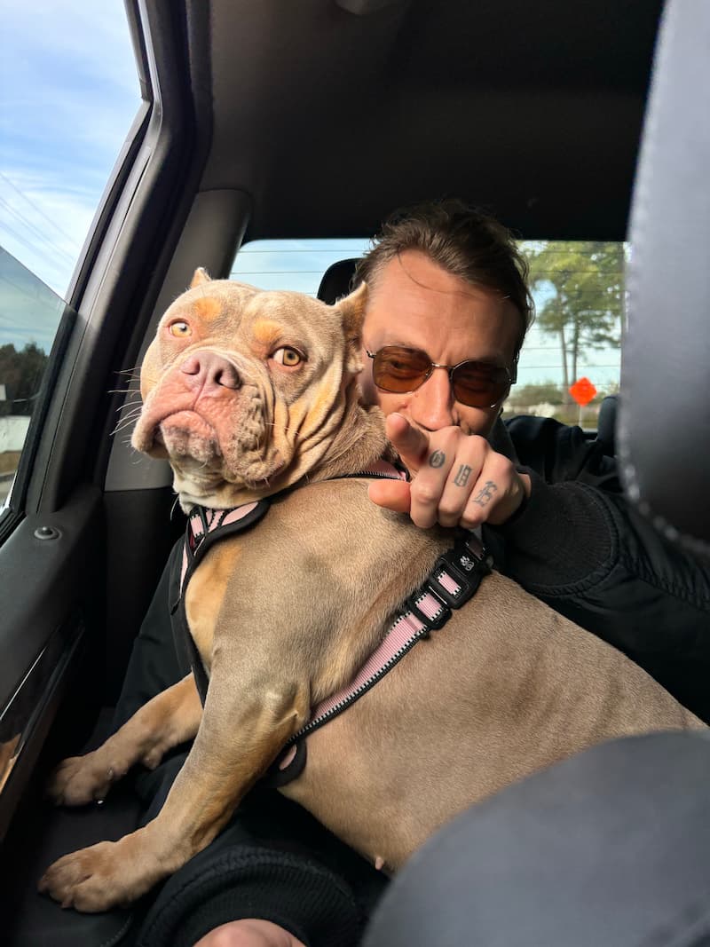 Pitbull sitting on his owner's lap in the car