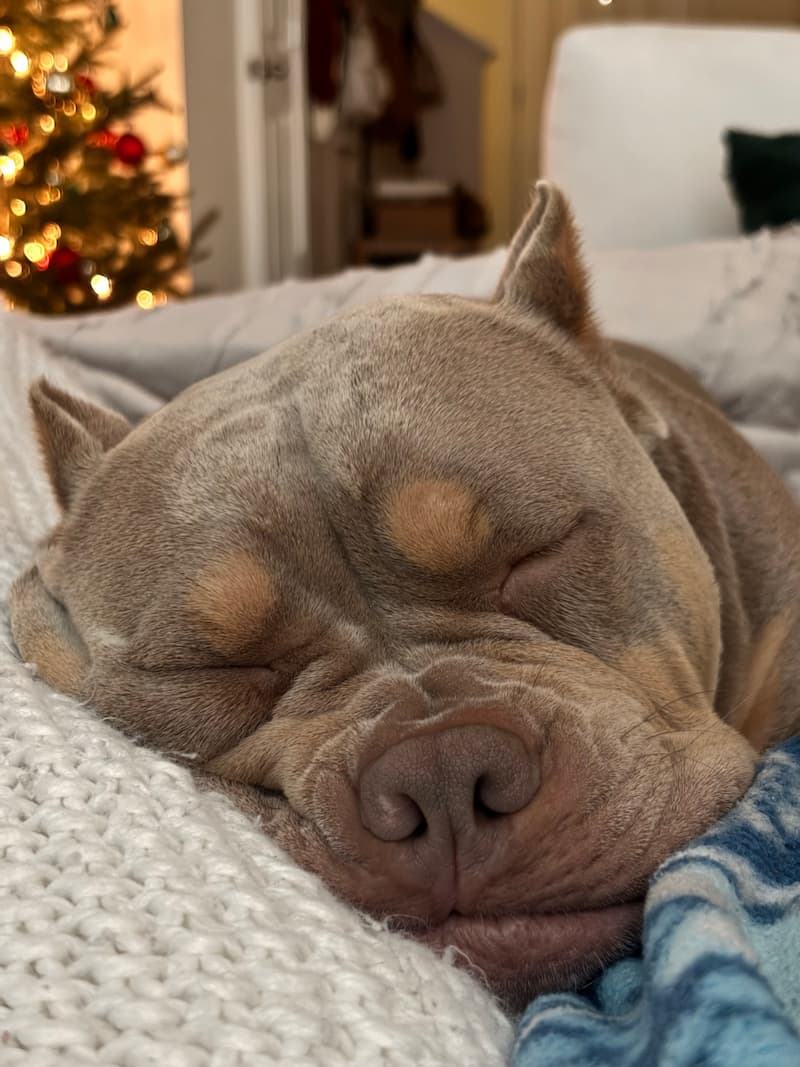 Pitbull sleeping on the couch