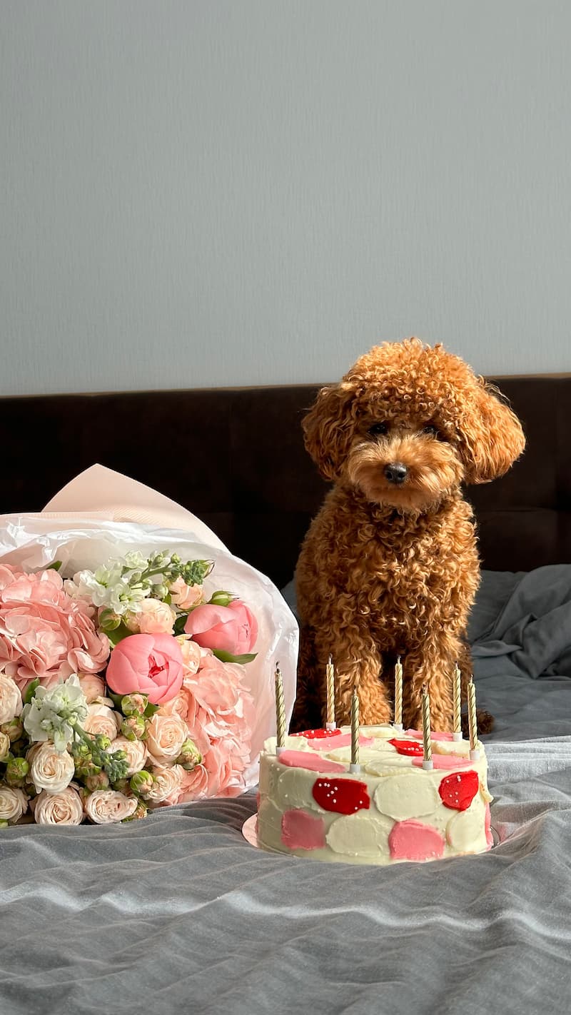 Toy Poodle sitting in front of a cake and flowers