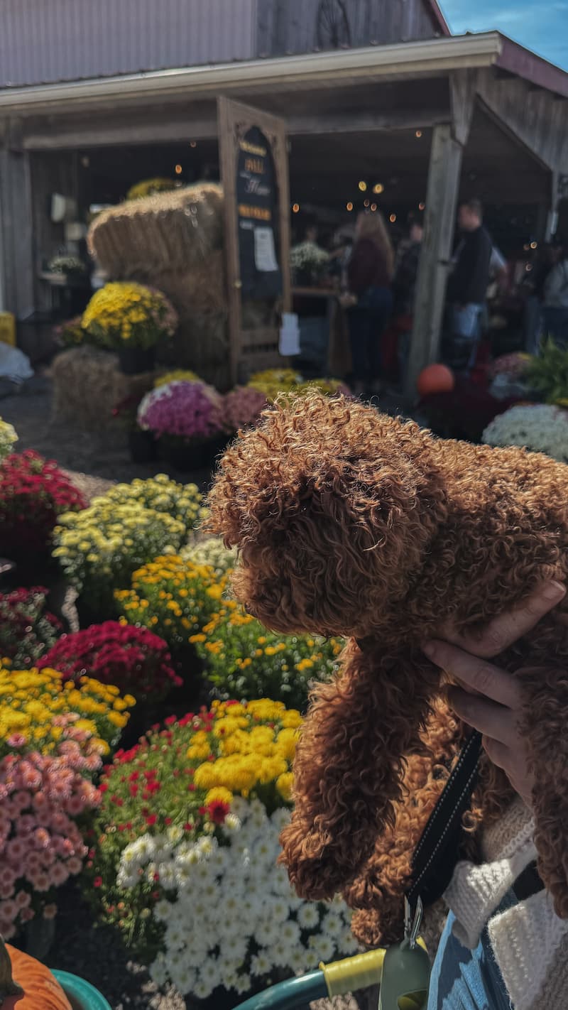Toy Poodle being held in front of a flower stand