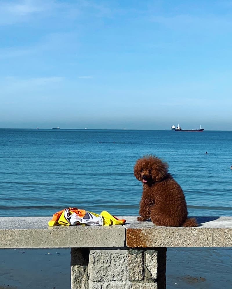Poodle sitting on a bench in front of the beach