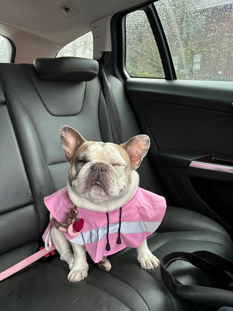 French Bulldog wearing a raincoat sitting in the car with eyes closed