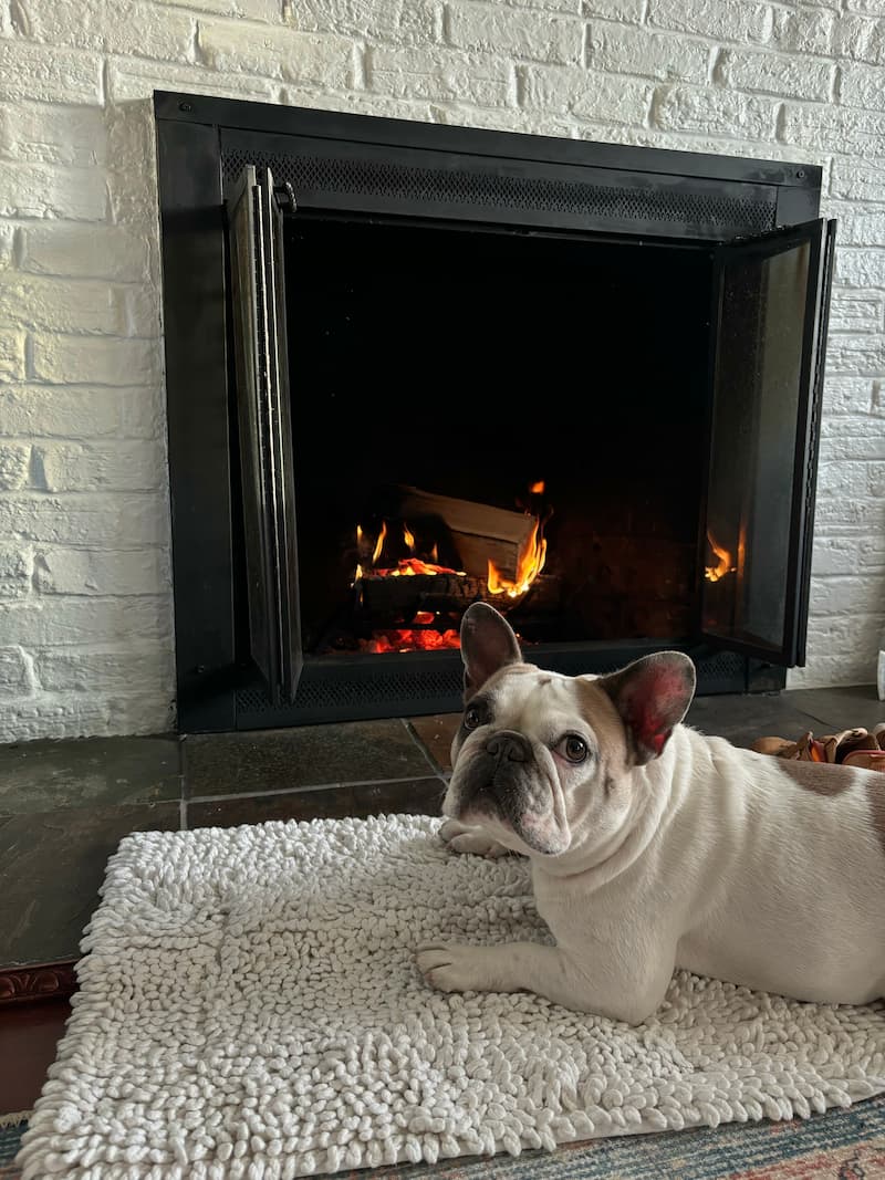 French Bulldog sitting in front of a fireplace