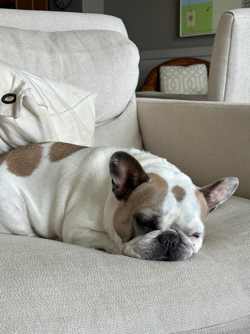 French Bulldog sleeping on a couch
