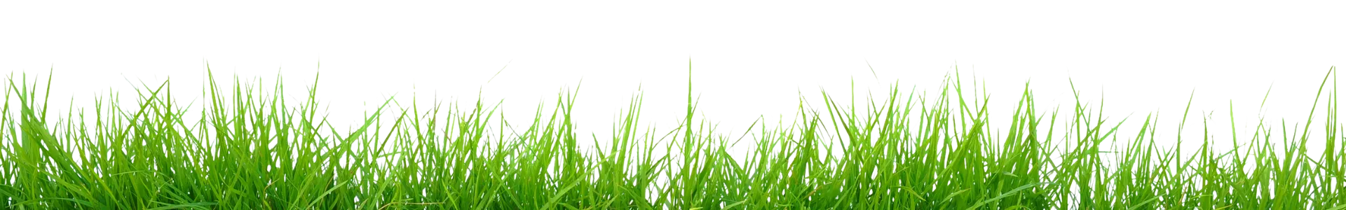 Lush green lawn grass for Suffolk County landscaping and lawn care services by Trent’s Maintenance.