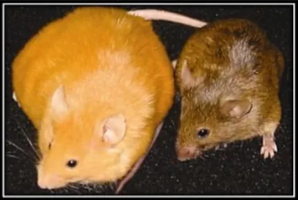 Picture of rats