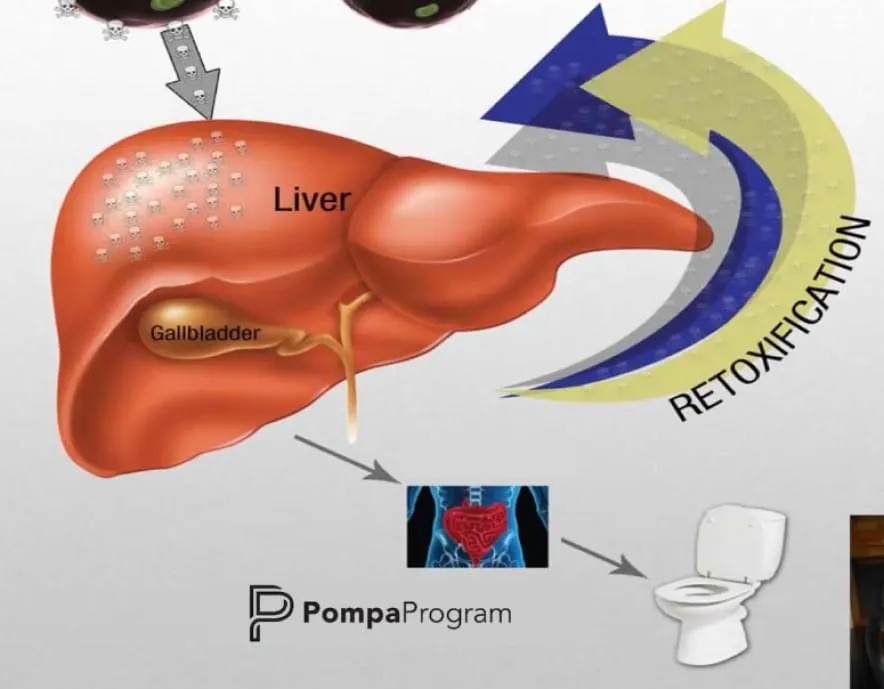 Image showing how retoxification can happen through the liver