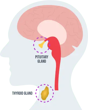 Pituitary Gland and Thyroid Gland