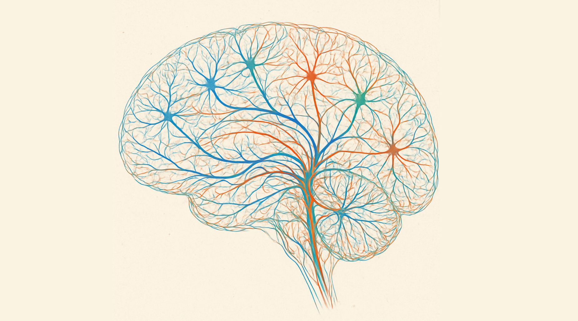 Image of brain neural pathways