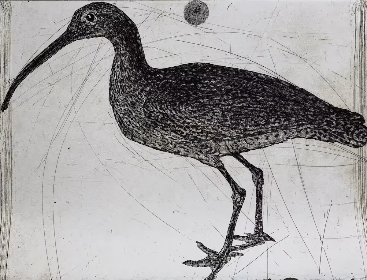 Raymond Arnold and Sarah Day, Eastern curlew (detail), 2017, 5 panel etching on Velin Arches, 152 x 40 cm, edition 10. Courtesy the artist and Australian Galleries