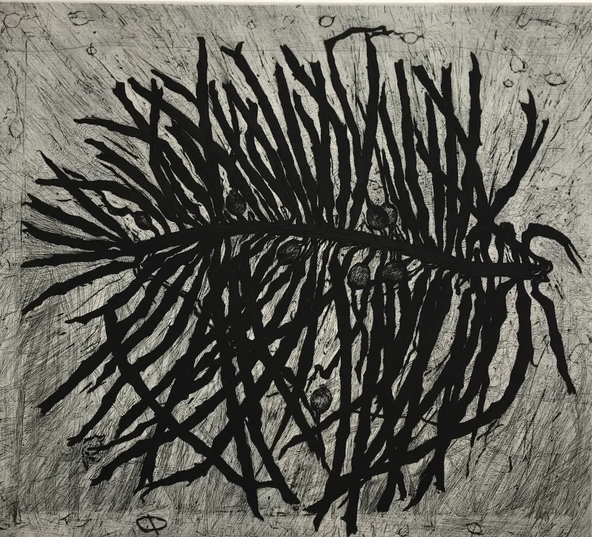 Hertha Kluge-Pott, Wings of kelp 1, 2009,  drypoint, printed in black ink from one plate with plate tone on BFK Rives paper, 44.5 x 49.7 cm edition 12  Courtesy of Australian Galleries