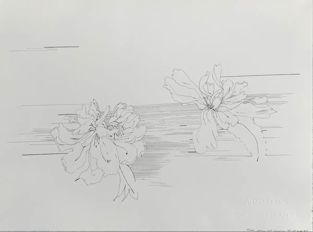 Rosslynd Piggott, Flight, peony and camellia, 2020, pencil on Arches Satine paper, 28.5 x 38.5 cm   Courtesy the artist & Sutton Gallery
