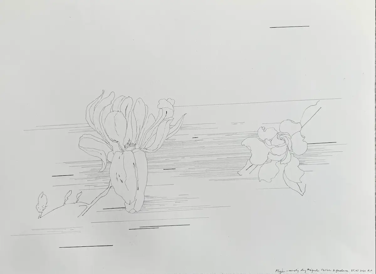 Rosslynd Piggott, Flight - windy day Magnolia stellata and gardenia, 2020, pencil on Arches Satine paper, 28.5 x 38.5 cm   Courtesy the artist & Sutton Gallery