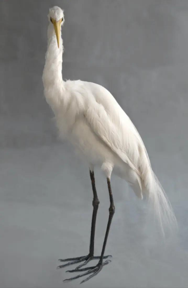 Valerie Sparks, Great white egret, 2014, inkjet print on paper, 65 x 45 cm, edition 5 & 2 A/P's