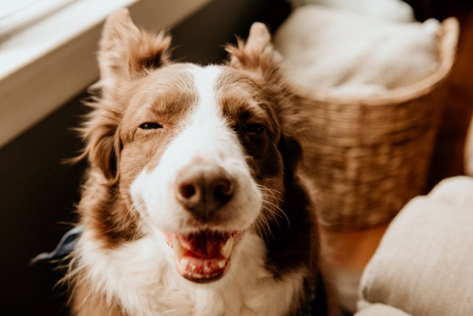 Everything You Need to Know About Pets and AC Filter Changes