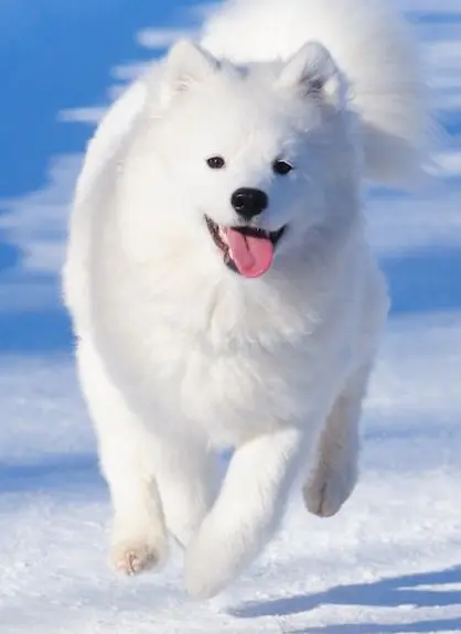 A close up of a dog laying on the floor