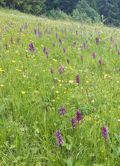 The Romantic Trail - Männlichen to Alpiglen