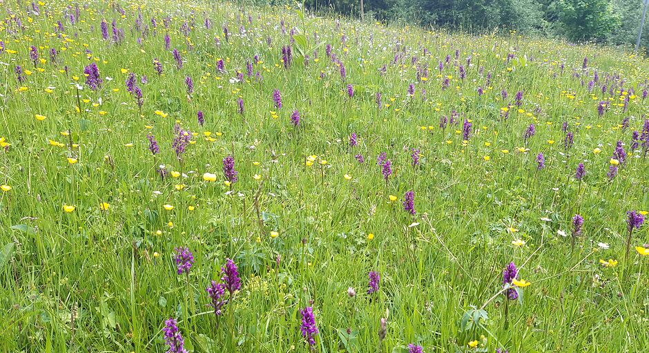 The Romantic Trail - Männlichen to Alpiglen