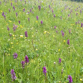 The Romantic Trail - Männlichen to Alpiglen