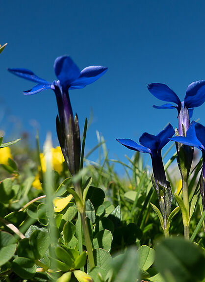 Allmendhubel Flower Park