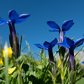 Allmendhubel Flower Park