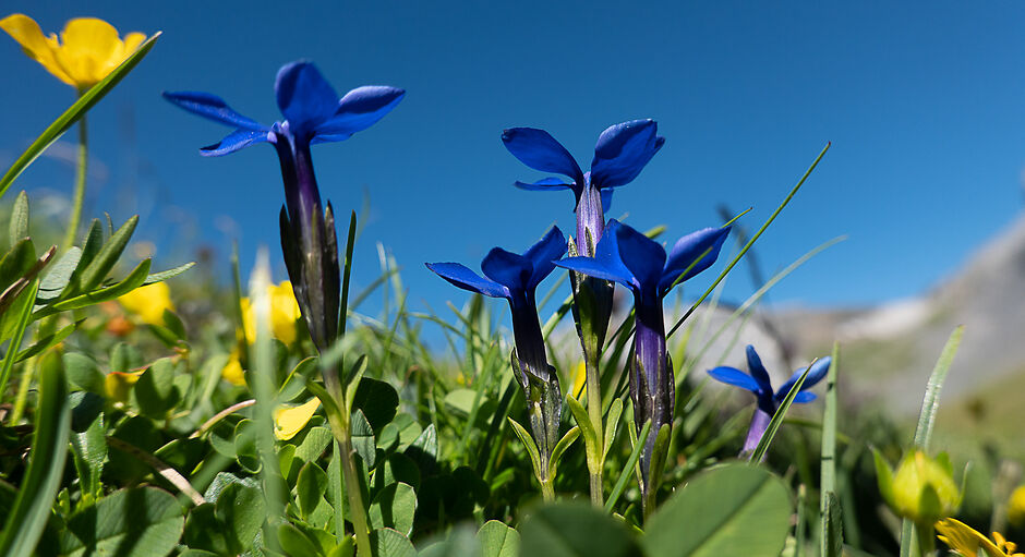 Allmendhubel Flower Park