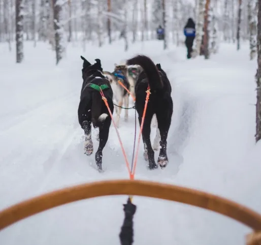 Husky ride