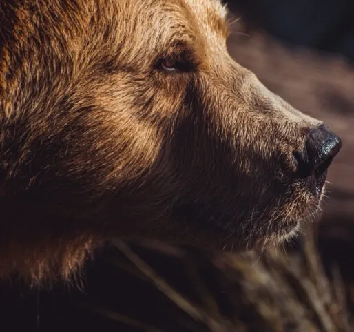 Say hello to the bears!