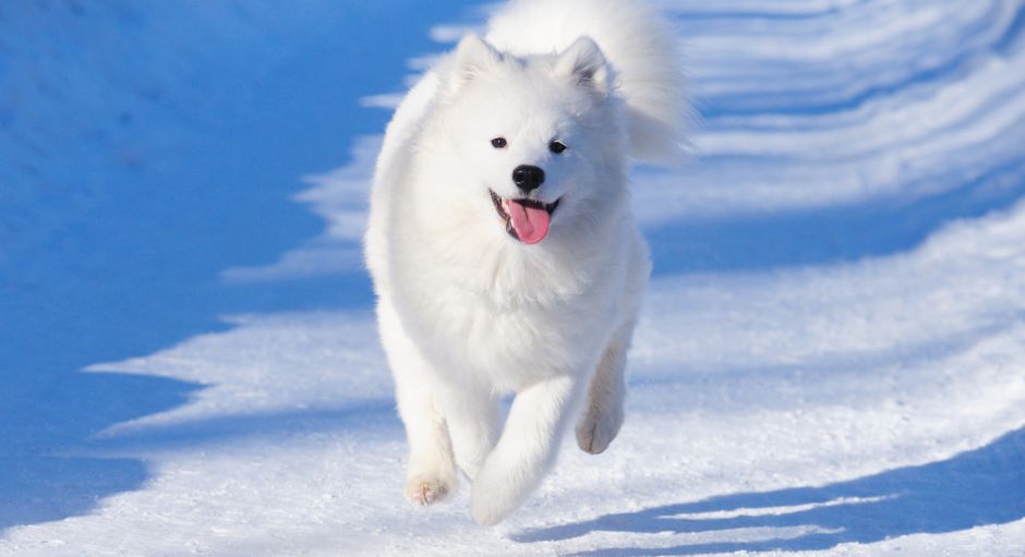 A close up of a dog laying on the floor