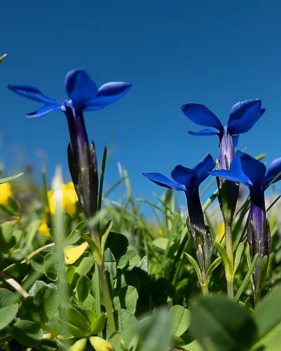 Blue spring gentian flowers growing among green grass and small yellow flowers under clear blue sky.