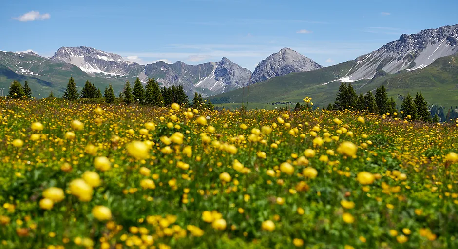 Yellow wildflowers blooming in a meadow with pine trees and snow-capped mountains under a clear blue sky.