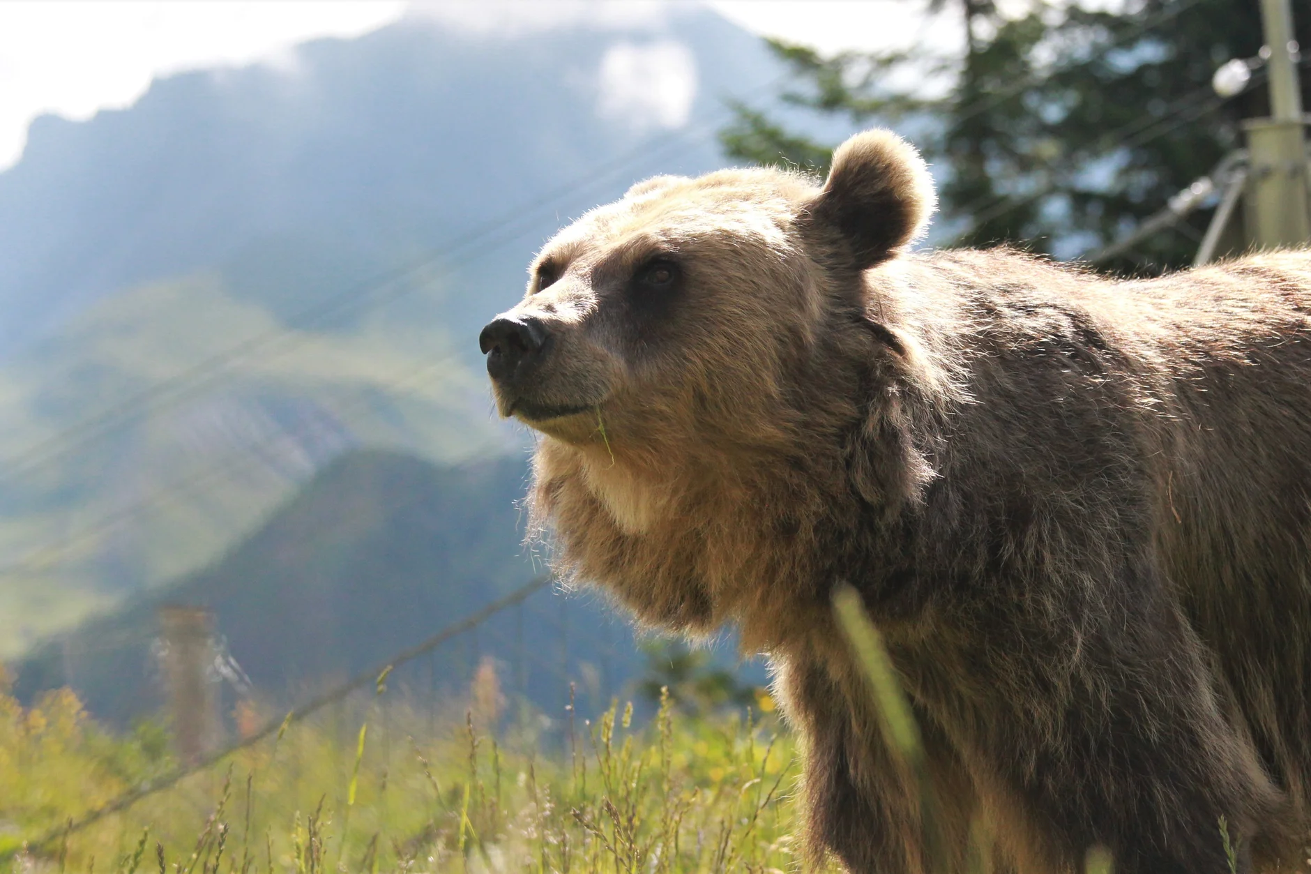Braunbär im Sonnenlicht im Arosa Bärenland mit nebligen Bergen im Hintergrund